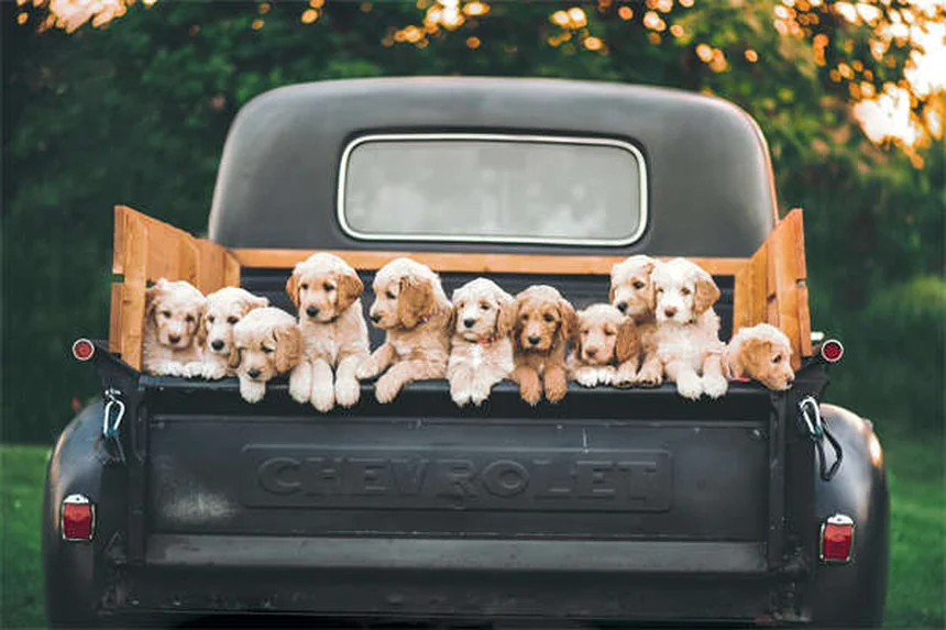 Comment choisir une bonne pension pour chien : 10 signes à surveiller