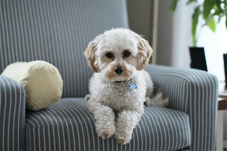 Pourquoi les chiens dorment-ils les yeux ouverts ? Explications et conseils