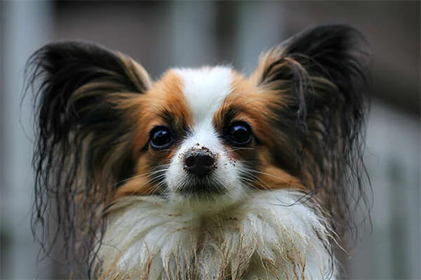 Ricky le caniche : sa victoire éclatante au Crufts 2023