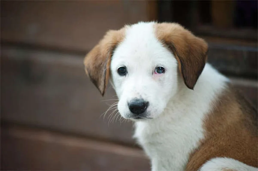 Noël avec son chiot : 7 astuces pour des fêtes sans danger