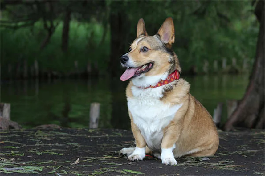 Noël avec son chiot : 7 astuces pour des fêtes sans danger