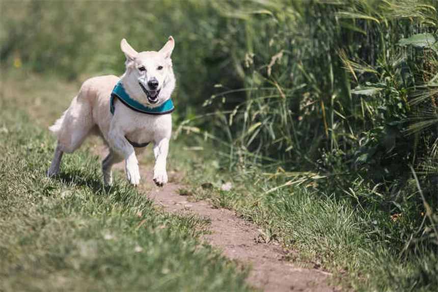 Noël avec son chiot : 7 astuces pour des fêtes sans danger
