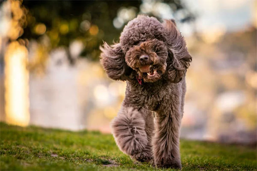 21 races de chiens qui vivent le plus longtemps : notre sélection