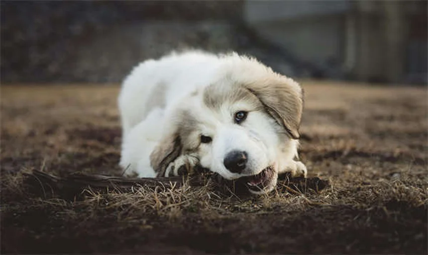 21 races de chiens qui vivent le plus longtemps : notre sélection