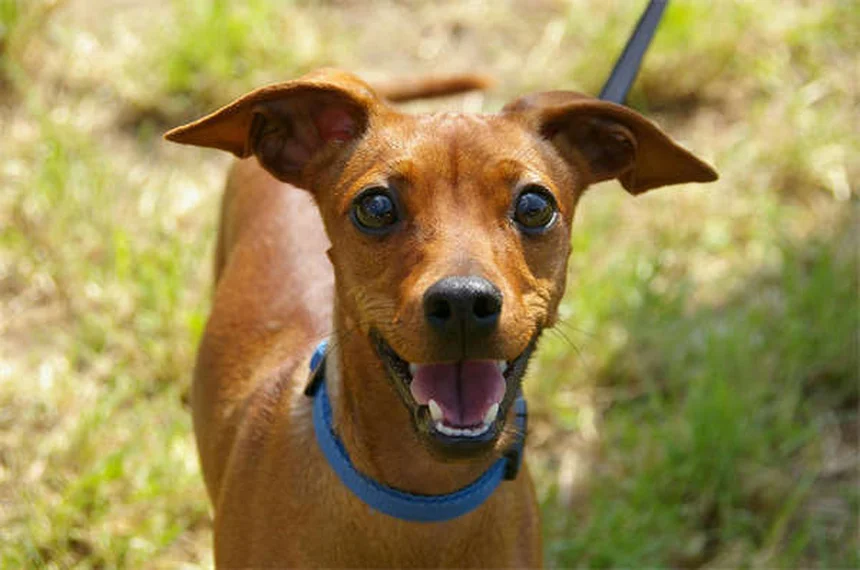 21 races de chiens qui vivent le plus longtemps : notre sélection