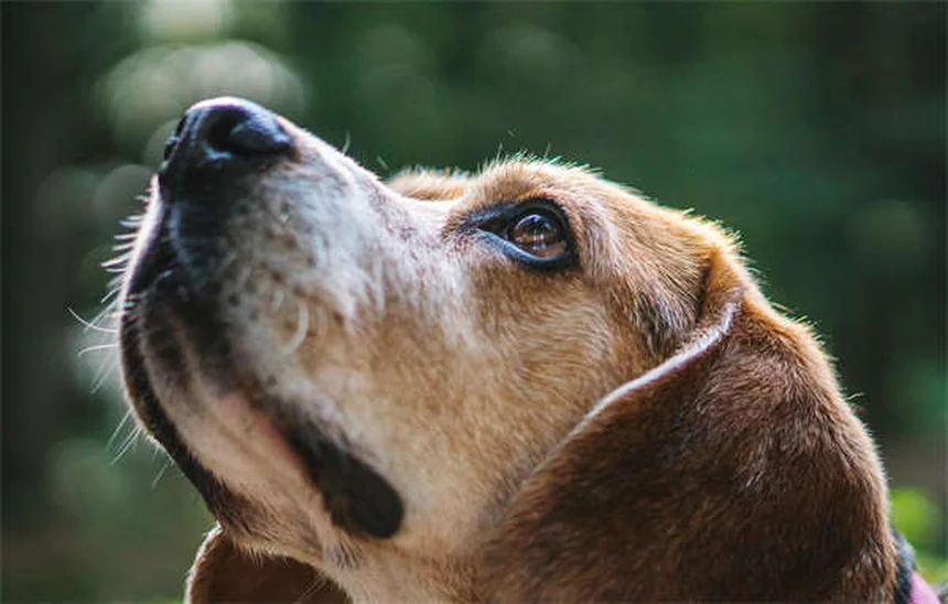 Adopter en refuge : 5 idées reçues à oublier absolument !