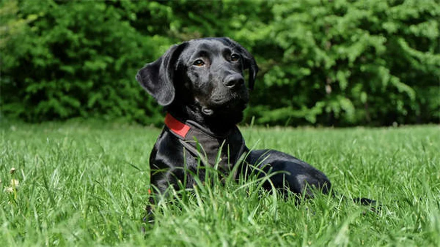 Adopter en refuge : 5 idées reçues à oublier absolument !