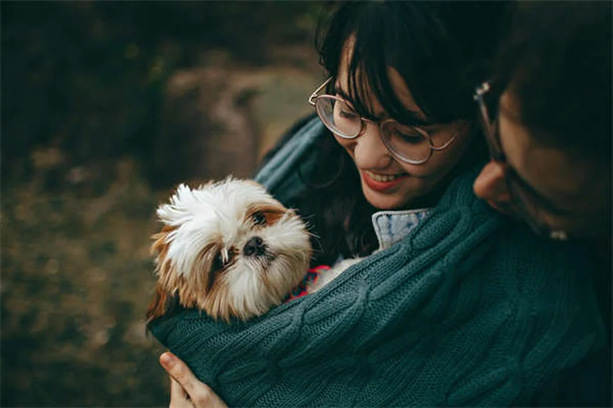Mouches noires chiens : 5 solutions efficaces contre ces piqûres irritantes