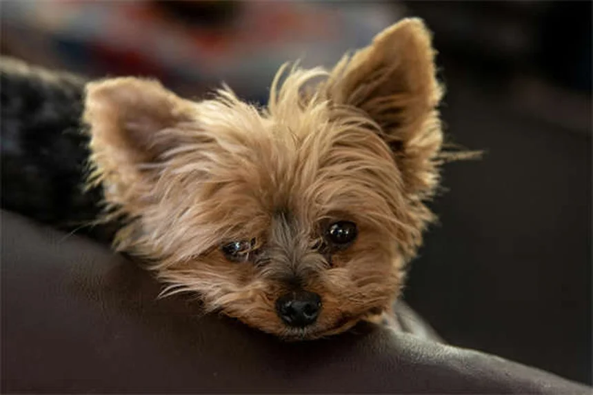 Mouches noires chiens : 5 solutions efficaces contre ces piqûres irritantes