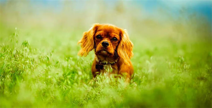 Comment nettoyer le panier de son chien : guide complet pour éliminer les microbes