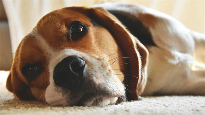 Comment nettoyer le panier de son chien : guide complet pour éliminer les microbes