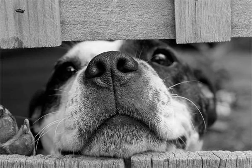 À quelle fréquence laver son chien ? Le guide complet par un pro