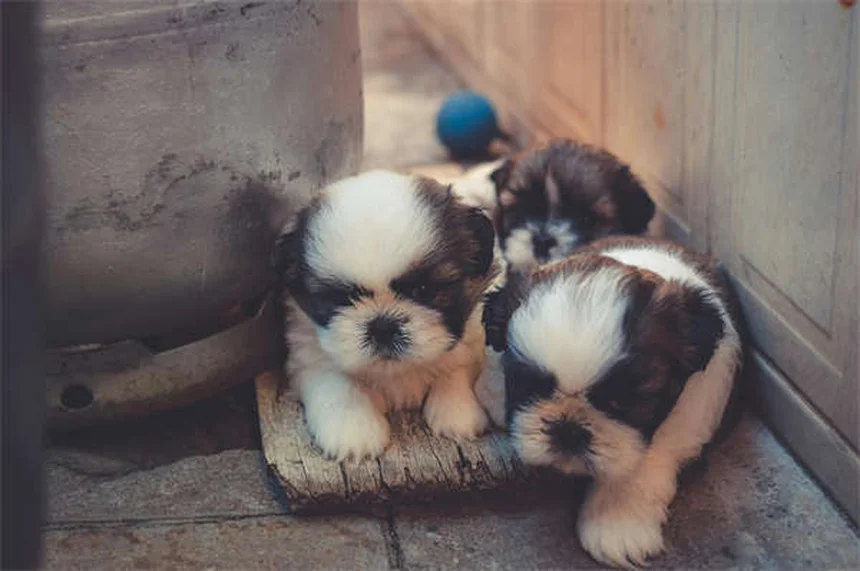 À quelle fréquence laver son chien ? Le guide complet par un pro
