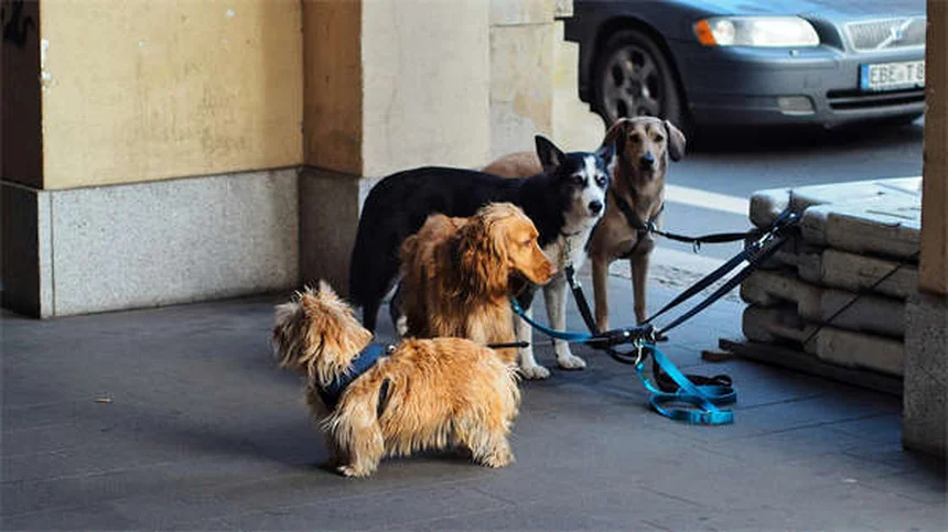Les chiens peuvent-ils manger des noix de cajou ? La réponse vétérinaire