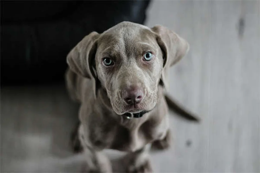 Les chiens peuvent-ils manger des noix de cajou ? La réponse vétérinaire