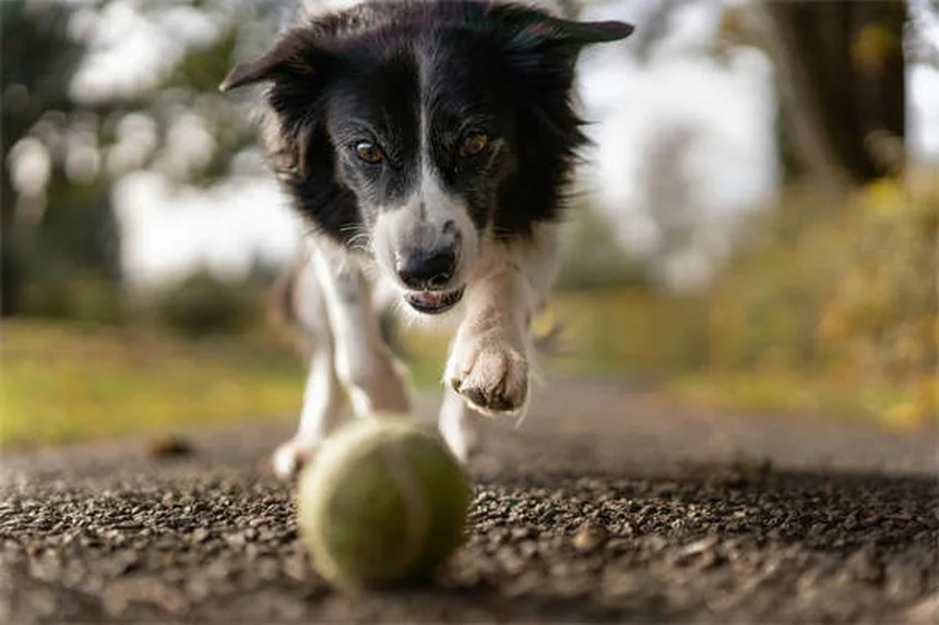 7 Raisons Pourquoi Votre Chien Dort Sur Vous (Et Comment Réagir)