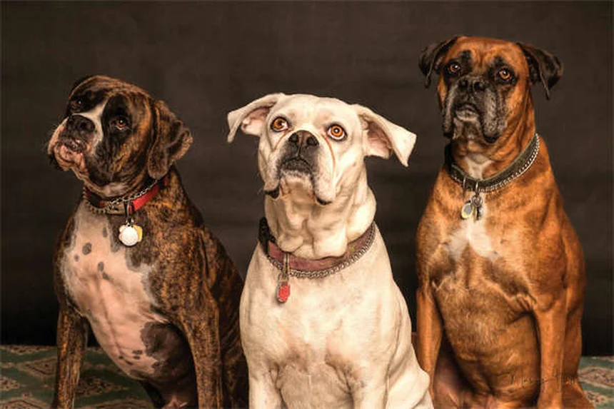 7 Raisons Pourquoi Votre Chien Dort Sur Vous (Et Comment Réagir)