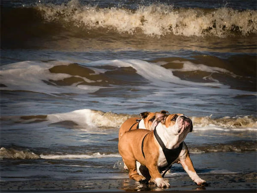 Mon chien claque des dents : 7 causes à connaître absolument