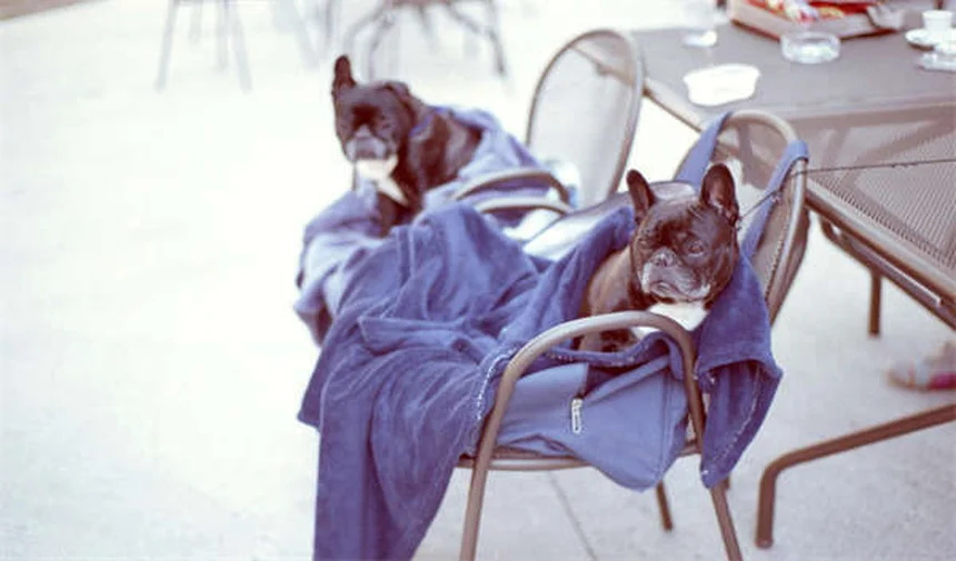 Mon chien claque des dents : 7 causes à connaître absolument