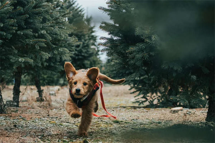 Alimentation chiot : 5 erreurs à éviter pour une croissance parfaite