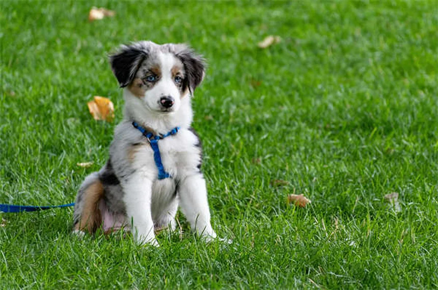 Comment éduquer son chiot à la propreté : 7 astuces efficaces