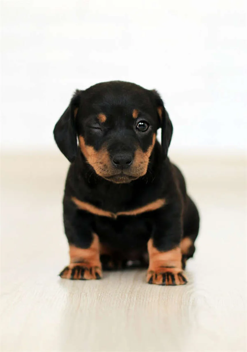 Thyro-Tabs® Canine : Le Guide Complet pour Traiter l'Hypothyroïdie chez le Chien