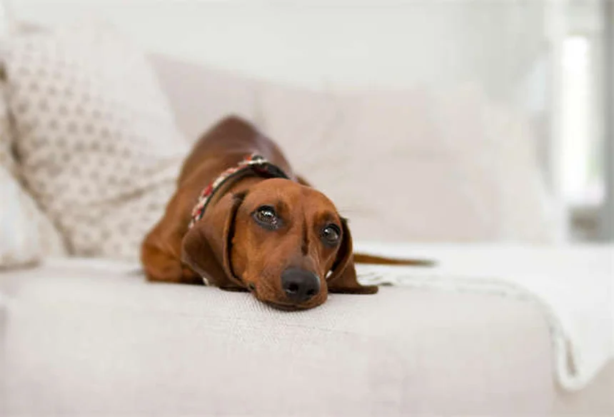Comment savoir si votre chien a froid en hiver ? Nos conseils pratiques