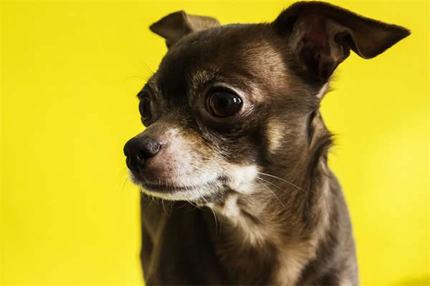 Comment enlever une tique sur son chien : guide pas à pas