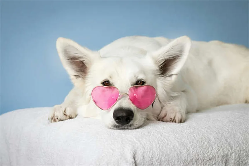 Comment les chiens et chats vivent-ils le deuil ? 5 signes à connaître