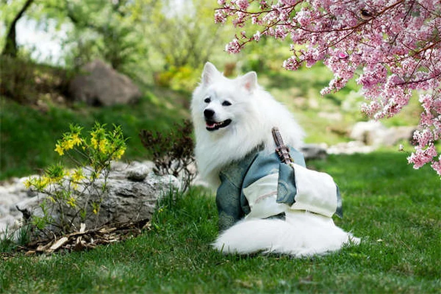Comment les chiens et chats vivent-ils le deuil ? 5 signes à connaître