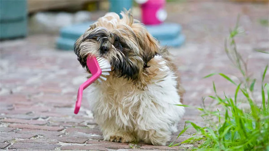 Chat et canicule : 10 astuces pour rafraîchir votre félin