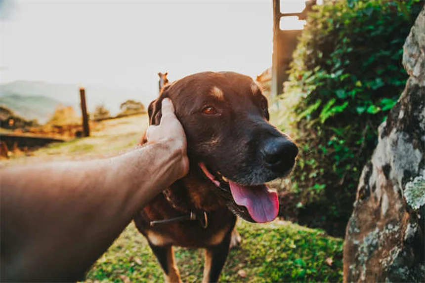 Chat adulte qui tête : 5 raisons étonnantes et solutions