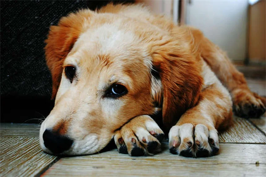 Chat adulte qui tête : 5 raisons étonnantes et solutions