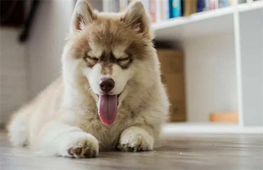 Comment calmer l'anxiété de séparation chez votre chien ? 5 solutions efficaces