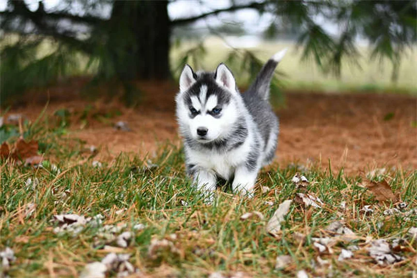Clomicalm pour chiens : le guide complet pour soulager l'anxiété de votre toutou