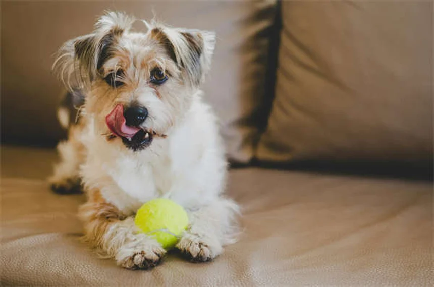 Clomicalm pour chiens : le guide complet pour soulager l'anxiété de votre toutou