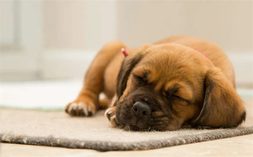 Combien de fois un chien doit-il faire caca ? Le guide complet
