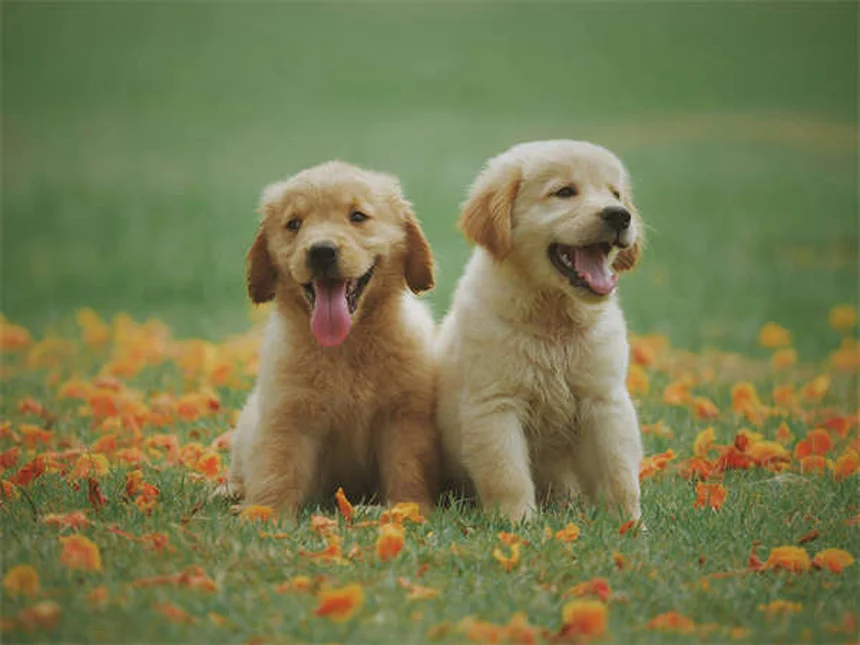 Alimentation chien senior : 5 conseils nutrition pour vieux toutou